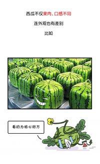 史河路吃瓜  第2张